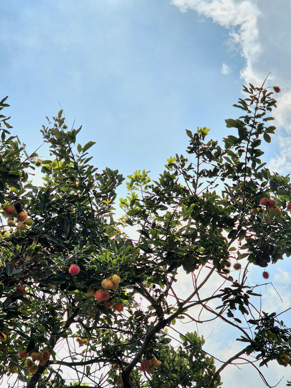 a tree filled with lots of fruit under a blue sky