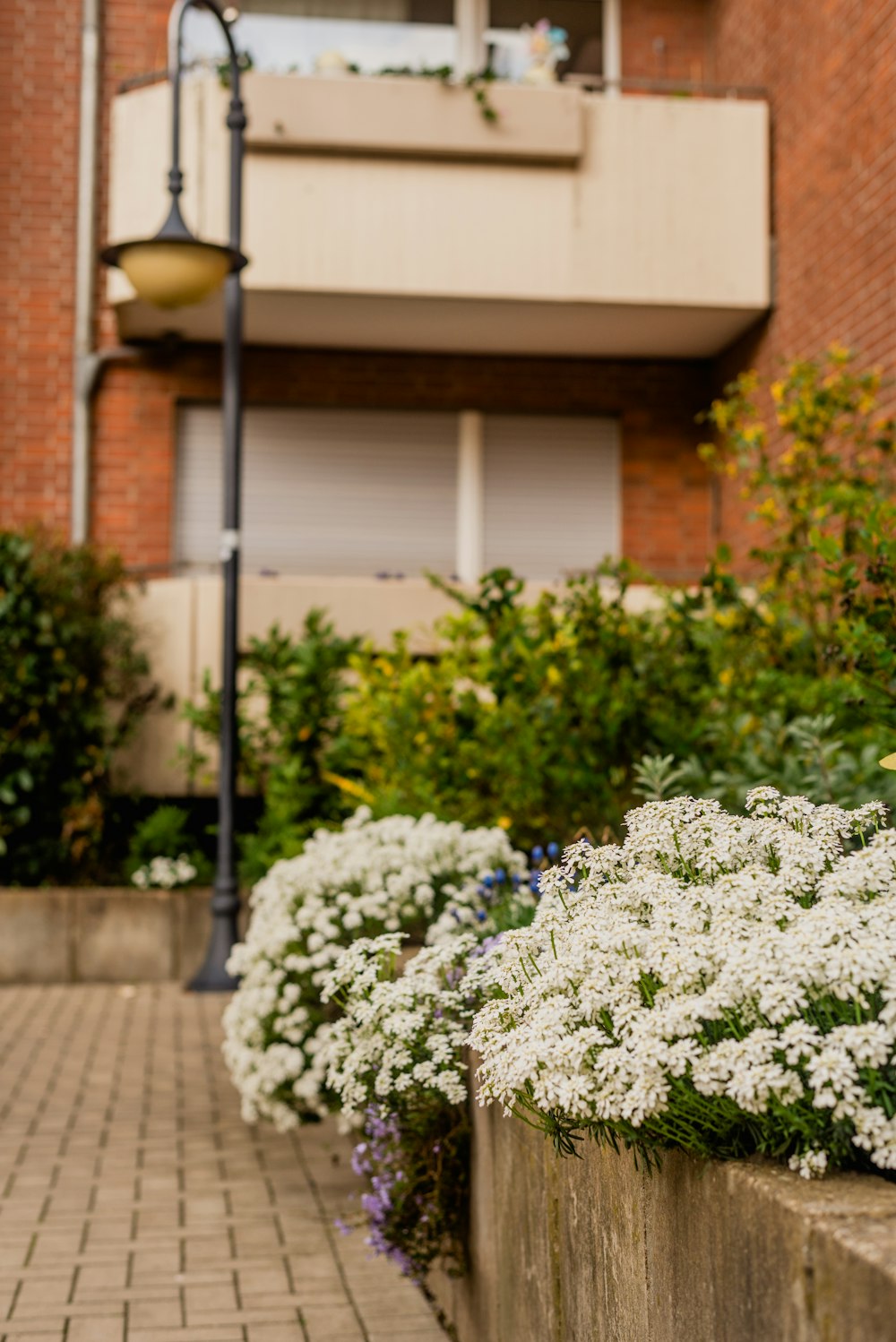 a brick sidewalk with white flowers in front of a building