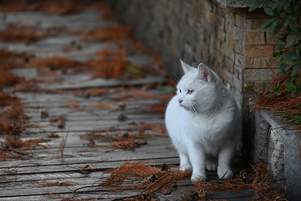 a white cat sitting next to a brick wall