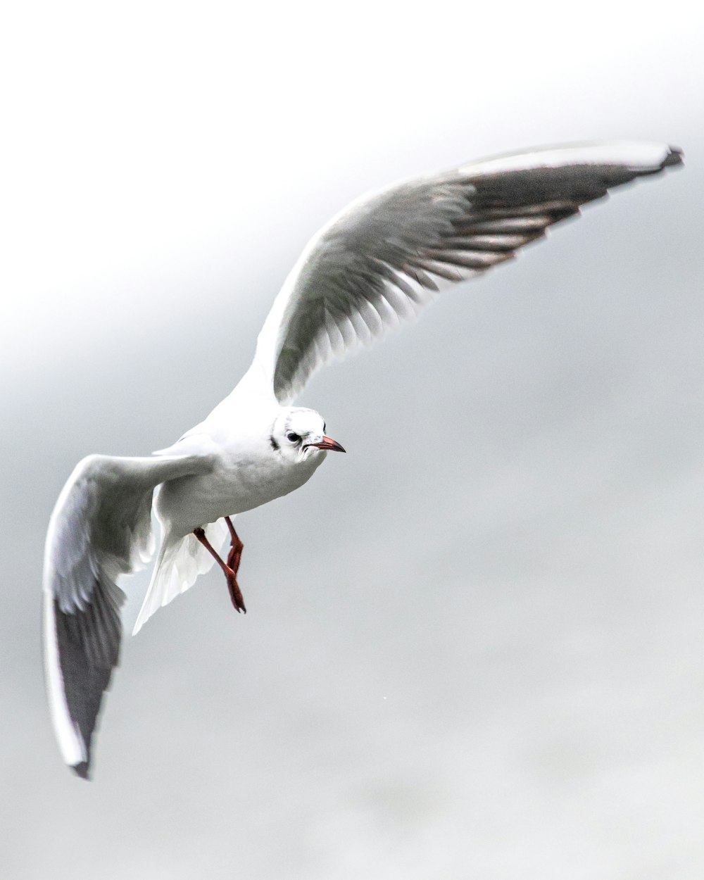 a white bird with a red beak flying in the sky