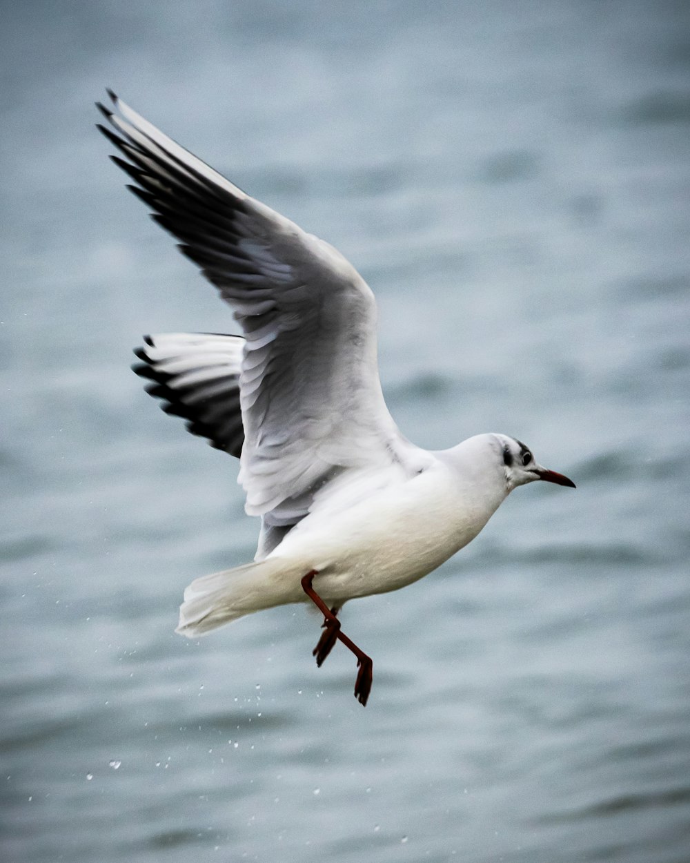 a seagull flying over a body of water