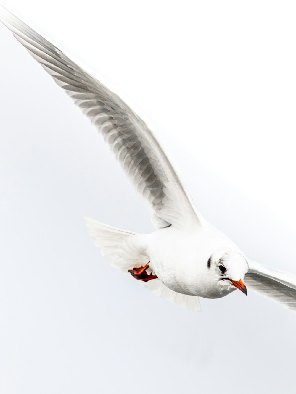 a white bird flying through a white sky