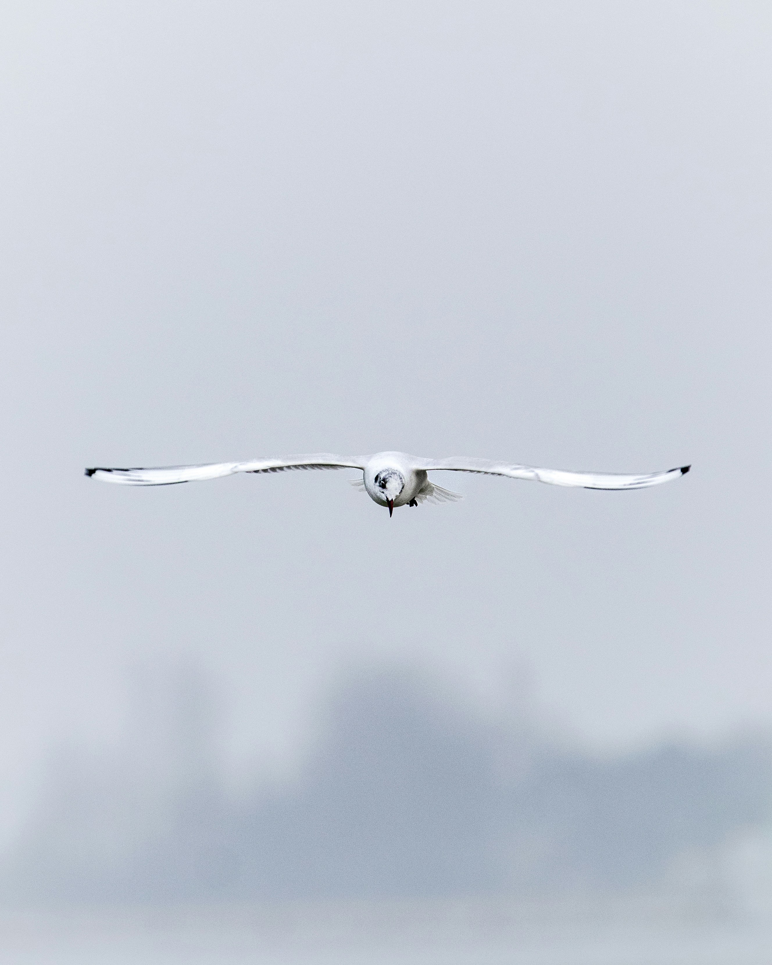 a large white bird flying through a foggy sky