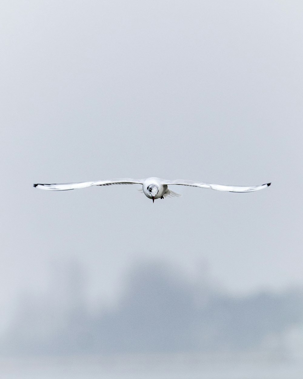 a large white bird flying through a foggy sky