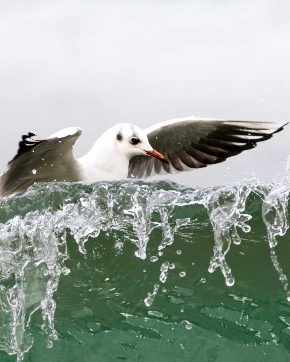 a seagull flying over a wave in the ocean