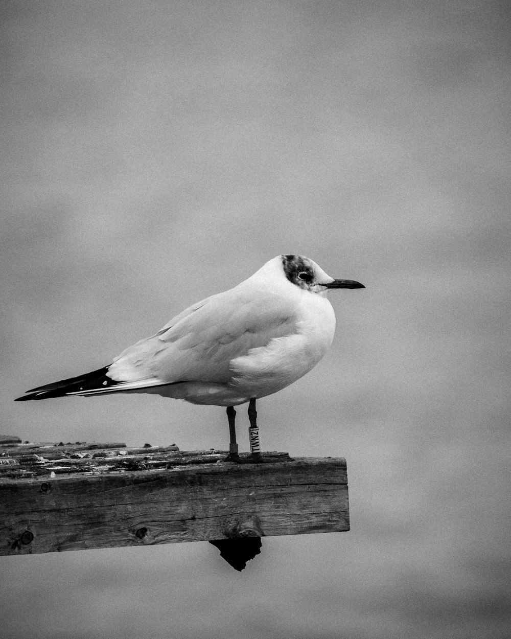 a black and white photo of a seagull sitting on a post