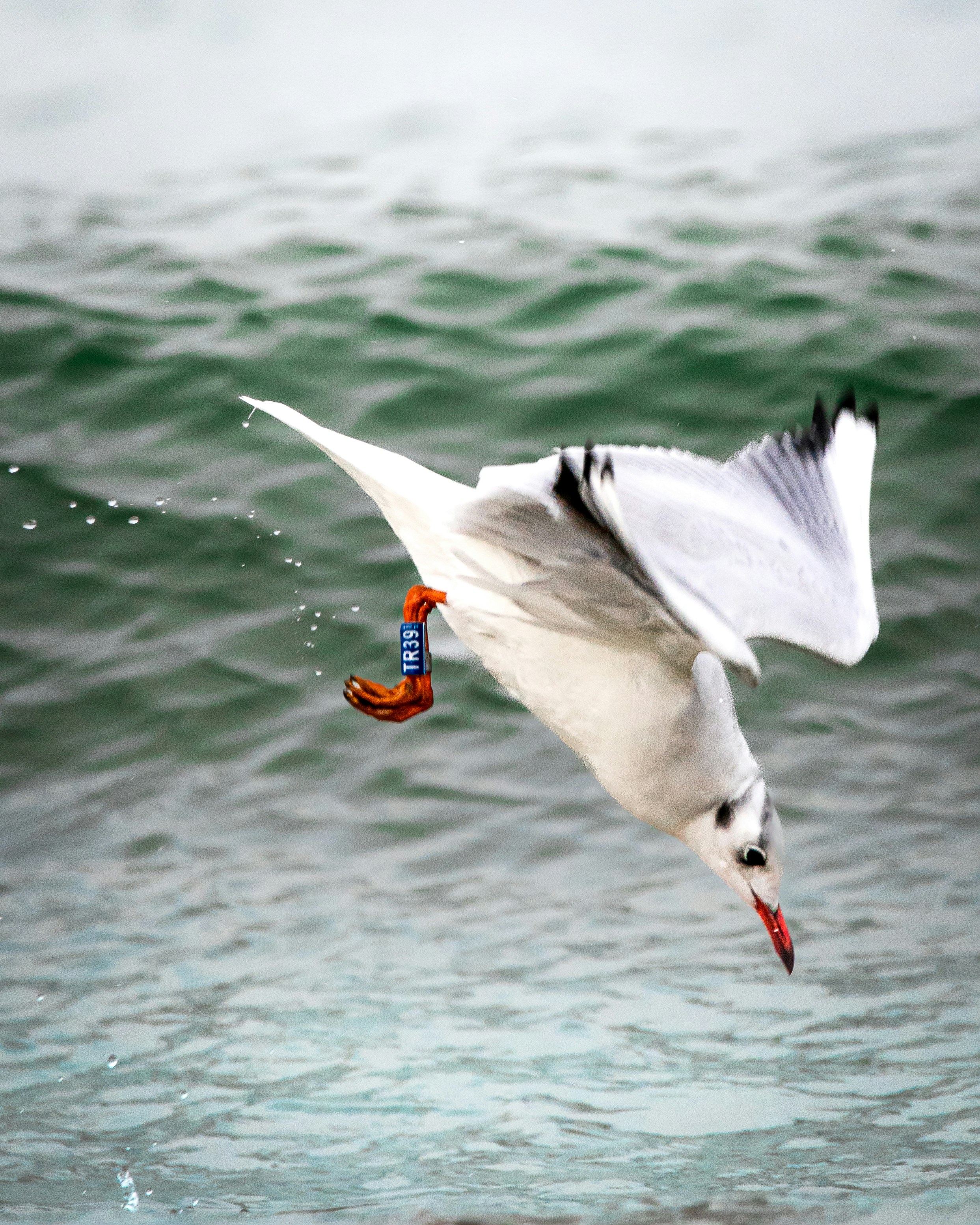 a seagull flying over a body of water