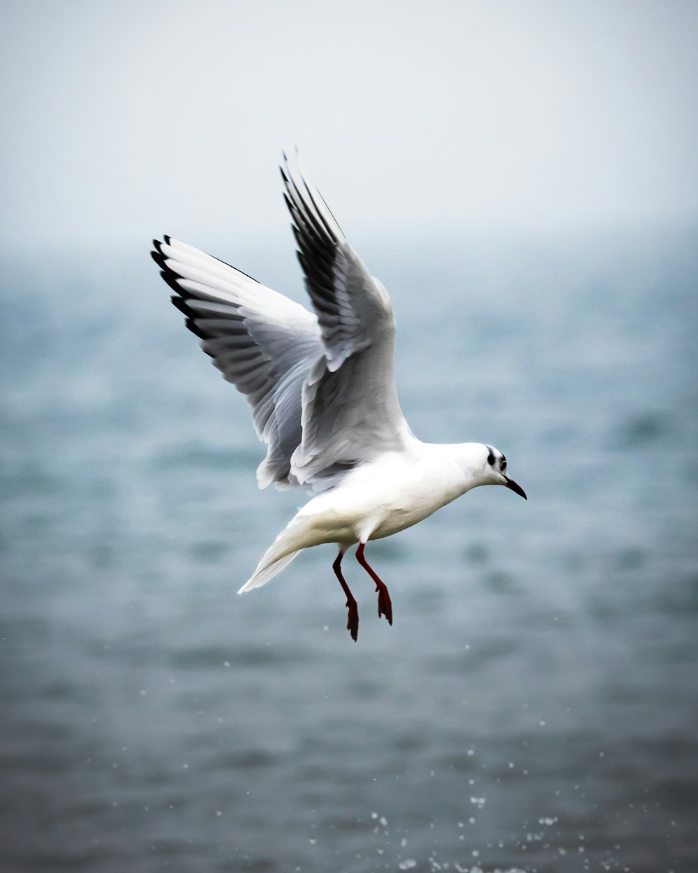 a seagull flying over a body of water