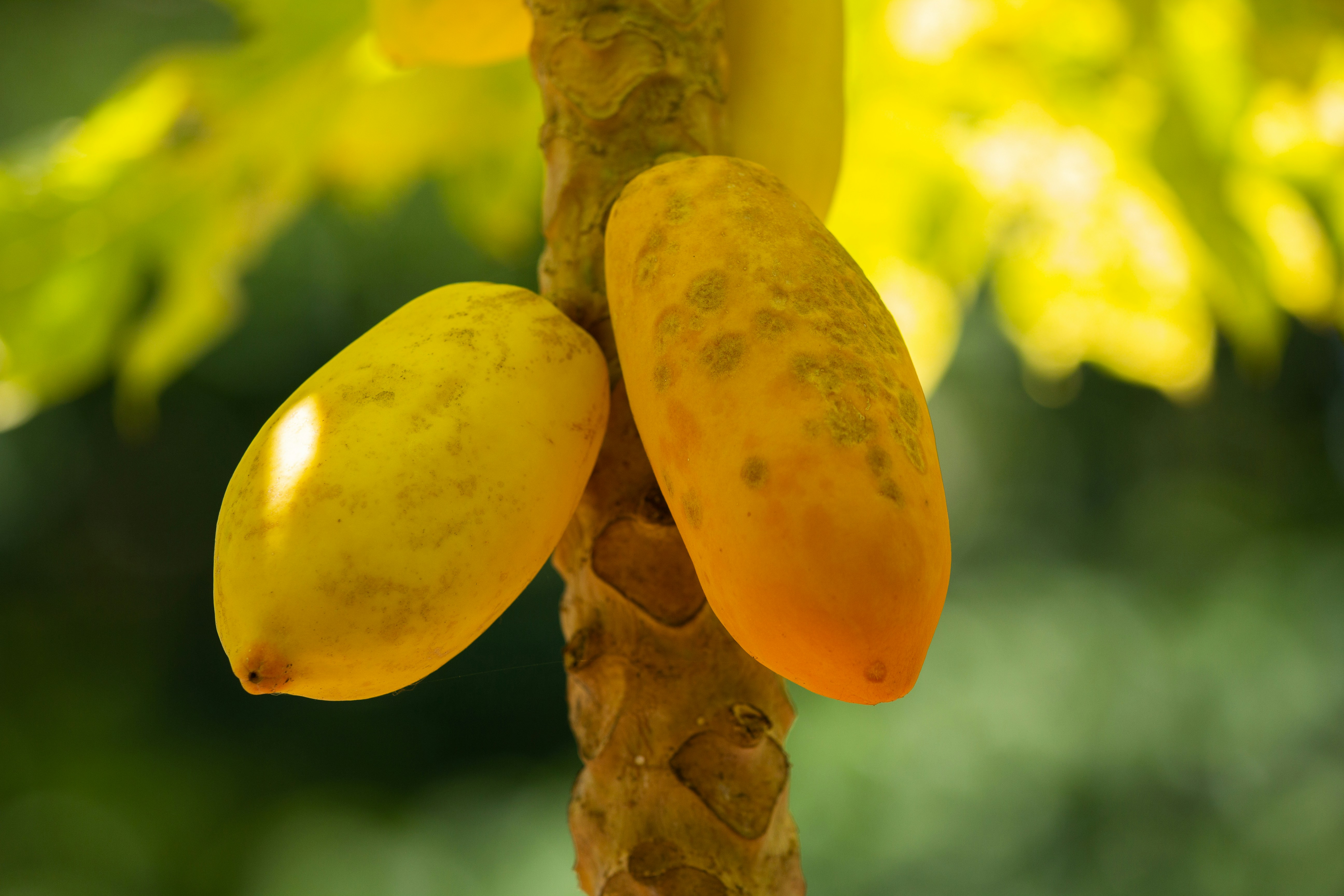 Stay online in the Timor-Leste with a prepaid eSIM from eSIMlii. Instant activation, no roaming charges, and reliable coverage.