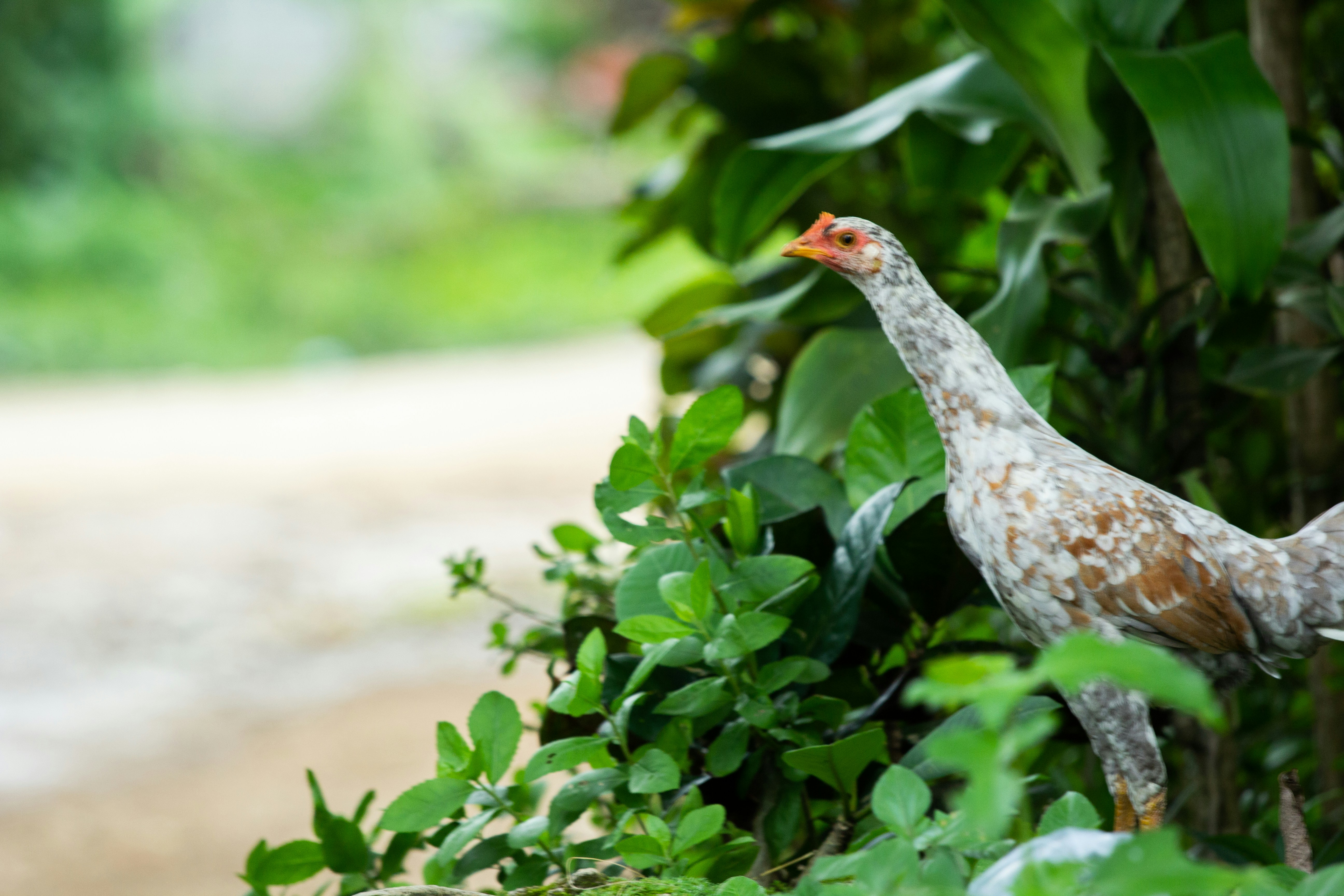 Stay online in the Timor-Leste with a prepaid eSIM from eSIMlii. Instant activation, no roaming charges, and reliable coverage.