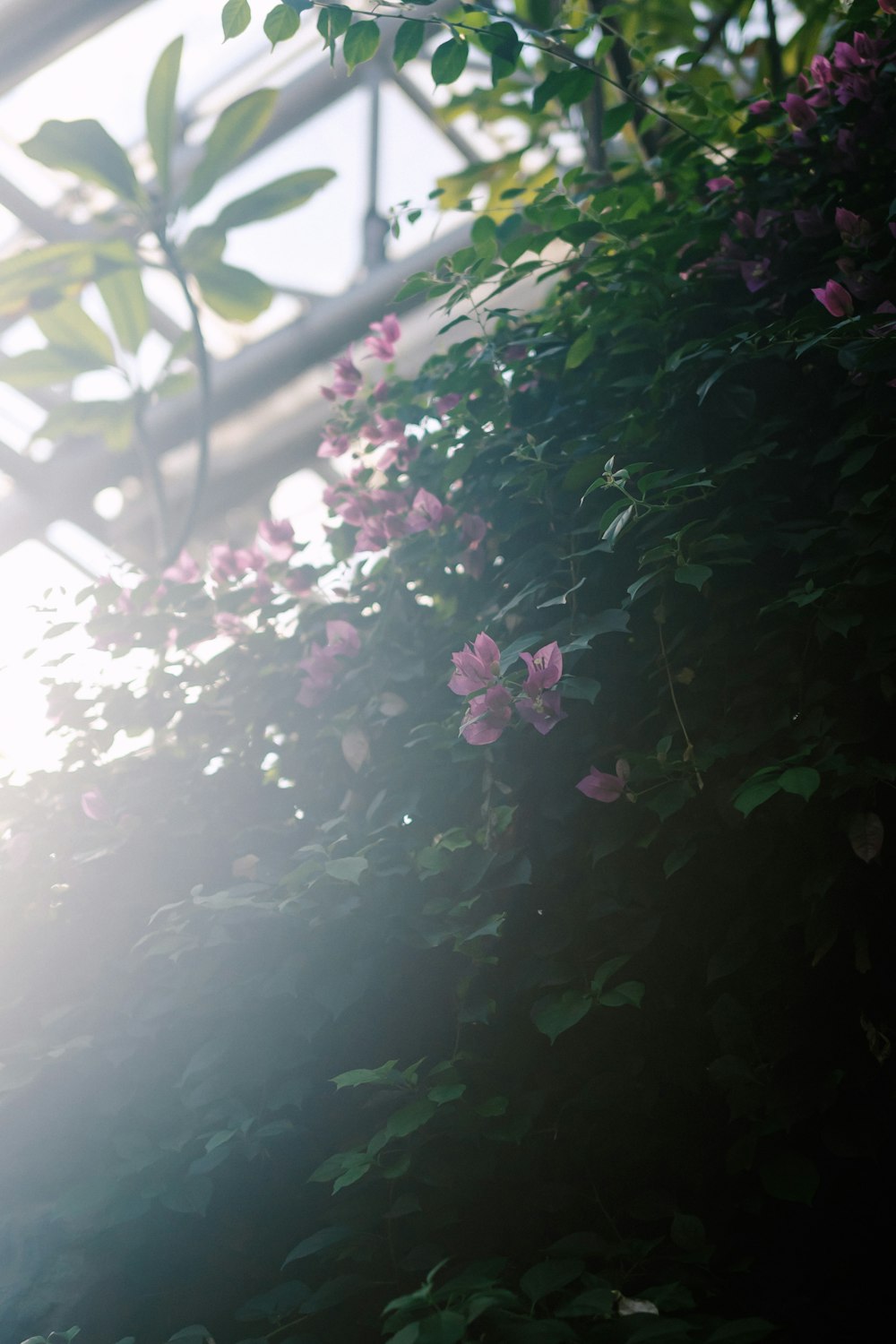 a bunch of flowers that are growing on a wall