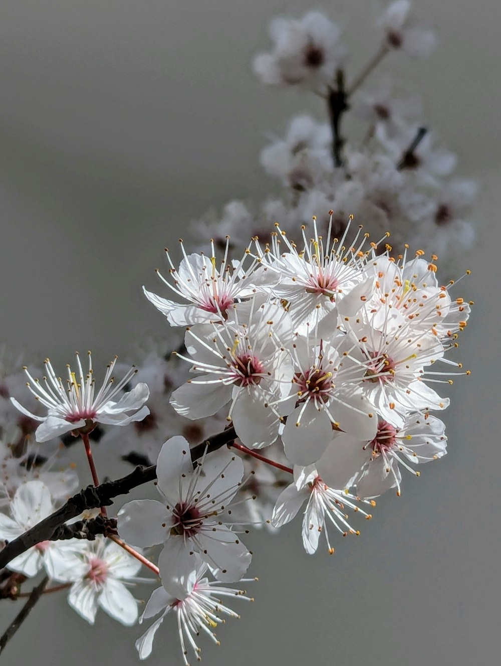 a close up of some white flowers on a tree