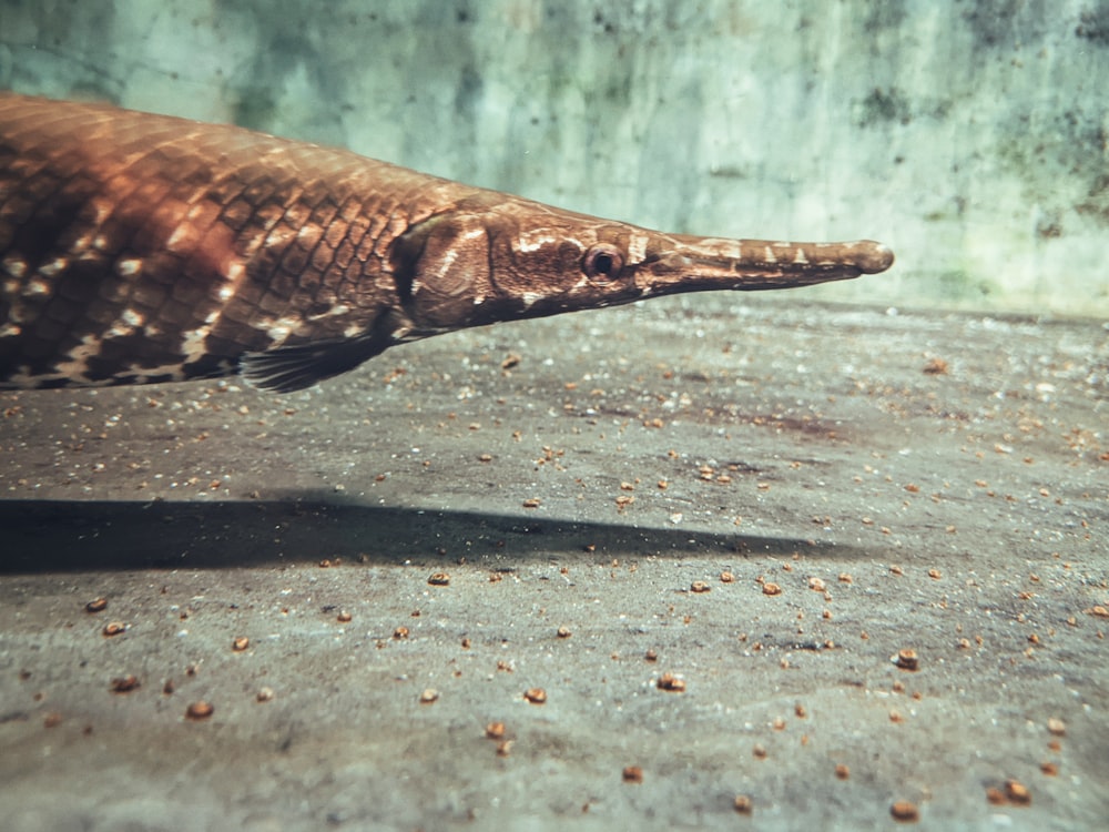 a close up of an animal laying on the ground