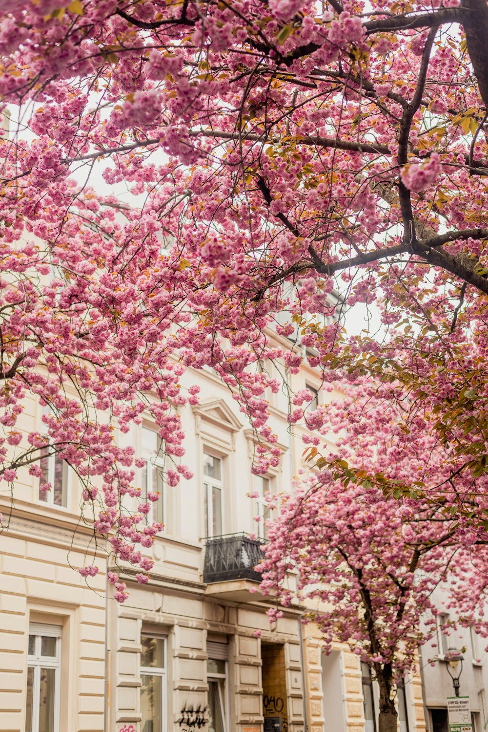 a tree with pink flowers in front of a building