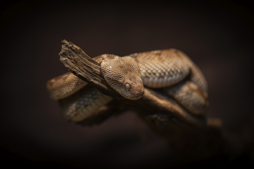 a close up of a snake on a branch