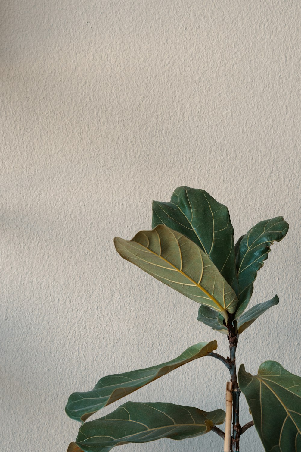 a plant with green leaves on a white background