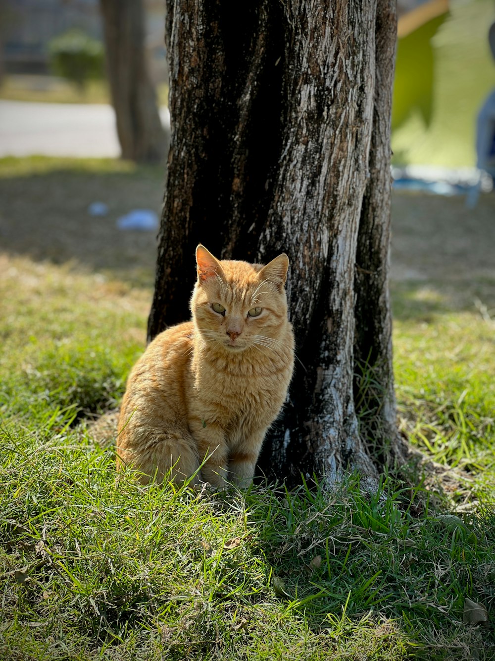 an orange cat sitting under a tree in the grass