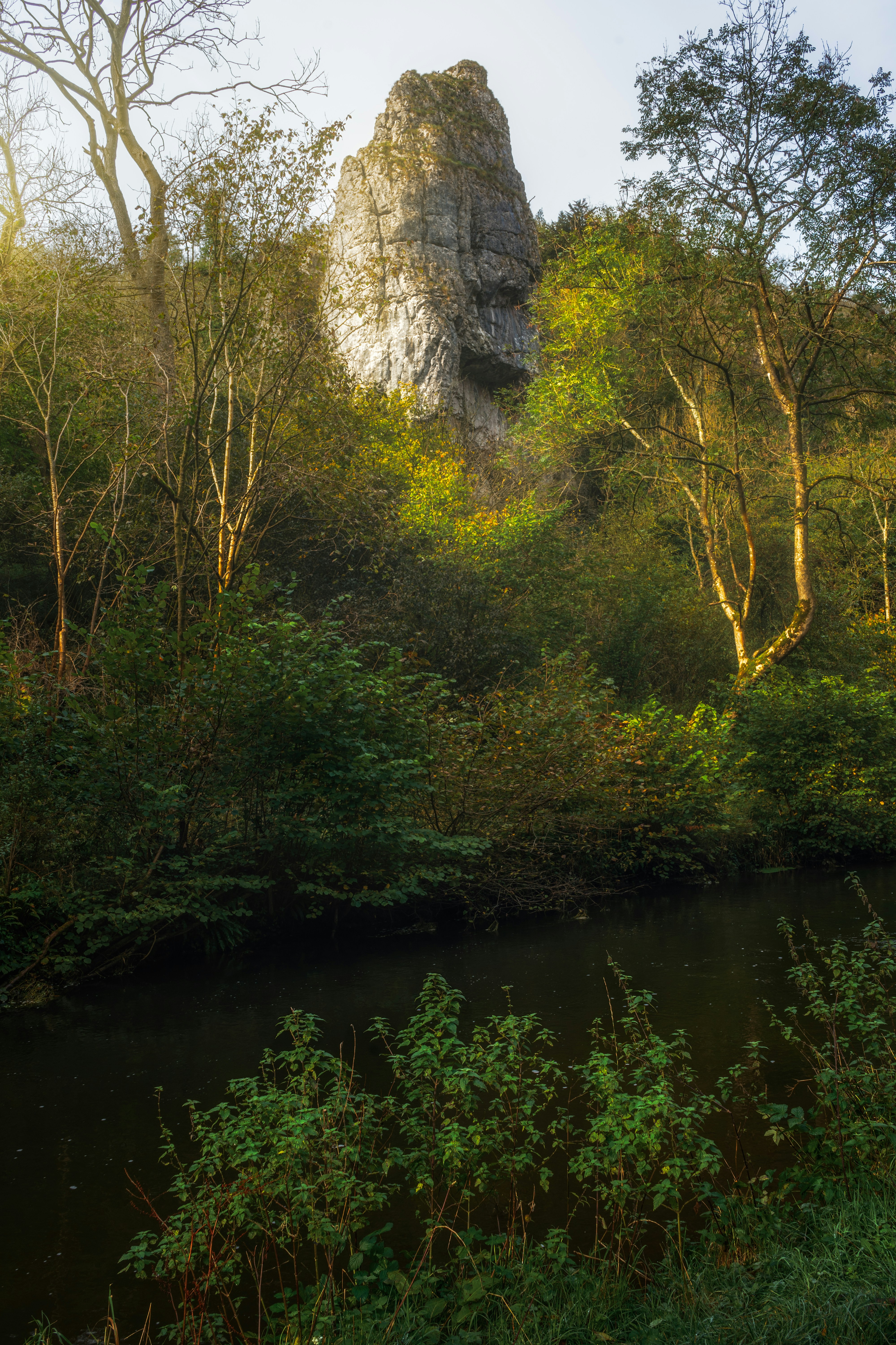 a river running through a lush green forest
