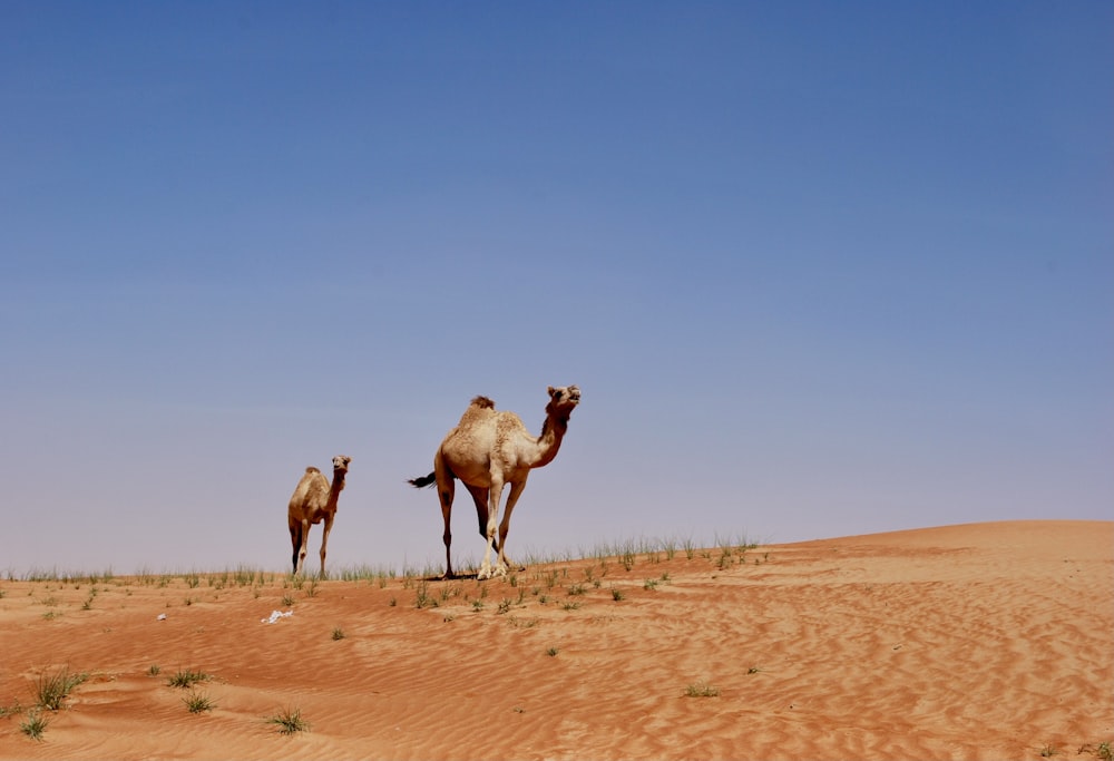a couple of camels that are standing in the sand