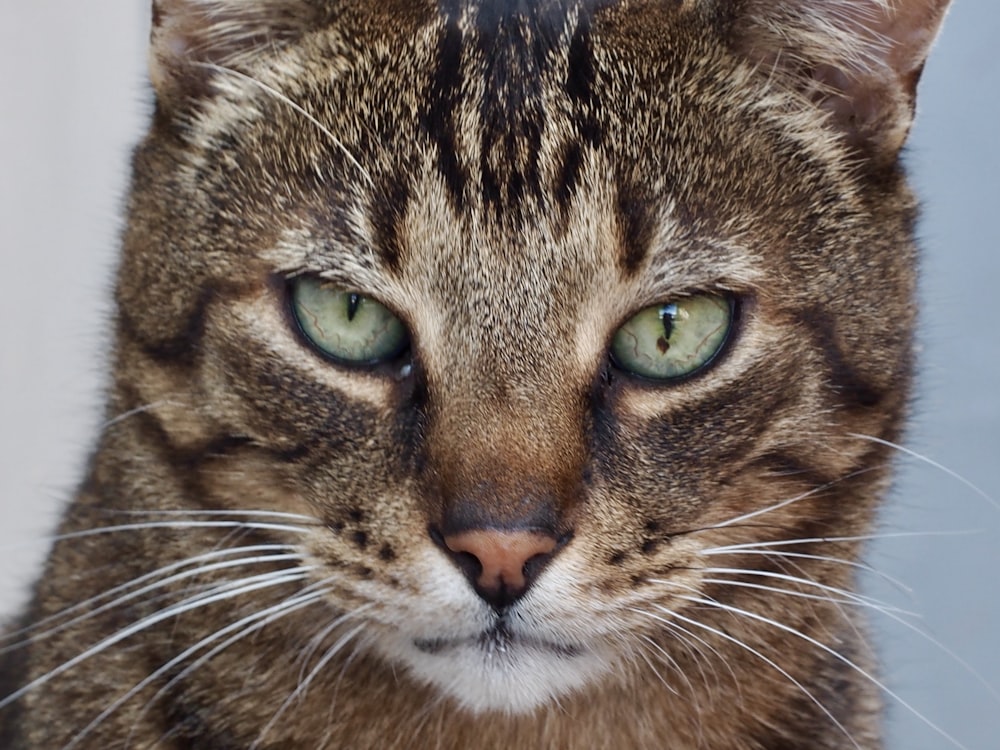 a close up of a cat with green eyes