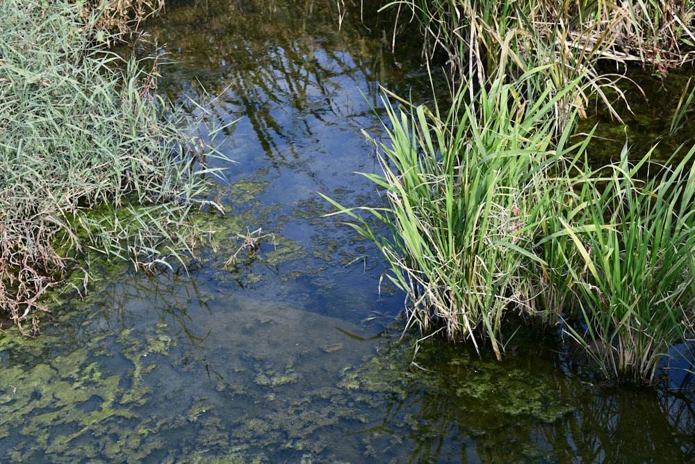 a small stream of water surrounded by grass
