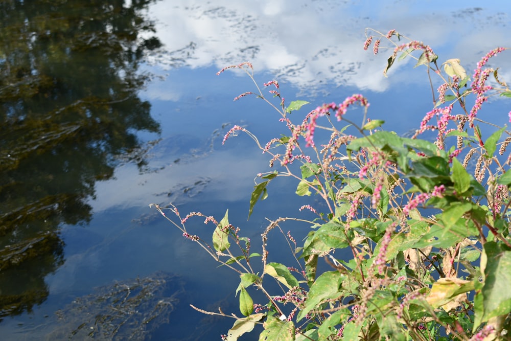 a body of water that has some plants in it