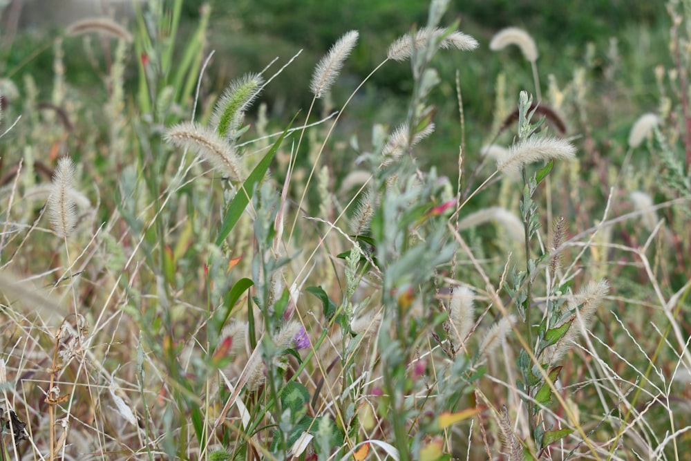 a field of tall grass with lots of flowers