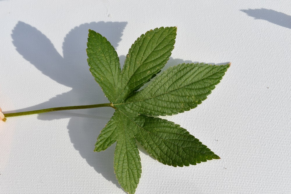 a single green leaf on a white surface