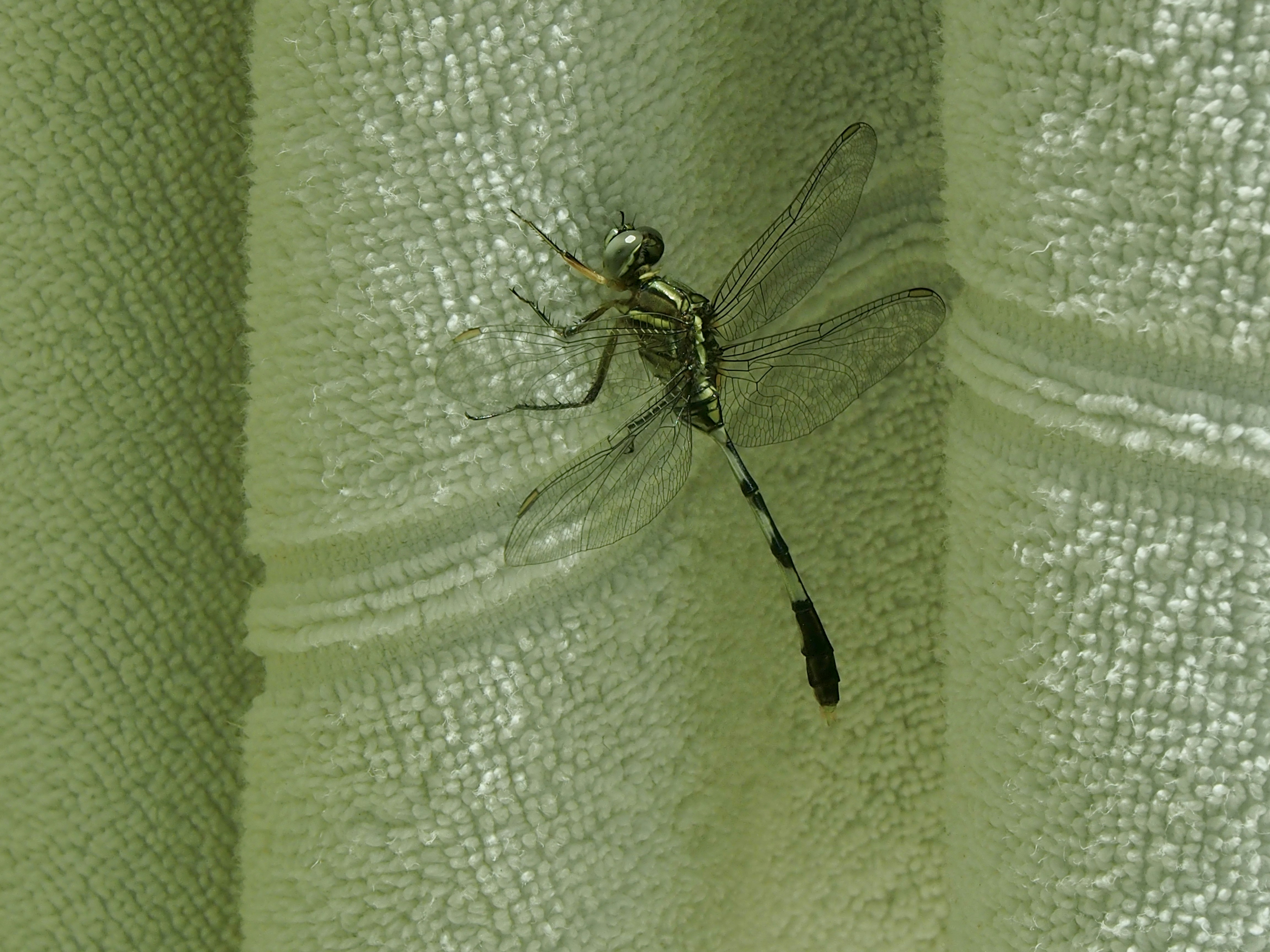 tropical mosquito wallpaper, wallpaper, Chikungunya Apakah Menular? Penjelasan & Pencegahan 1