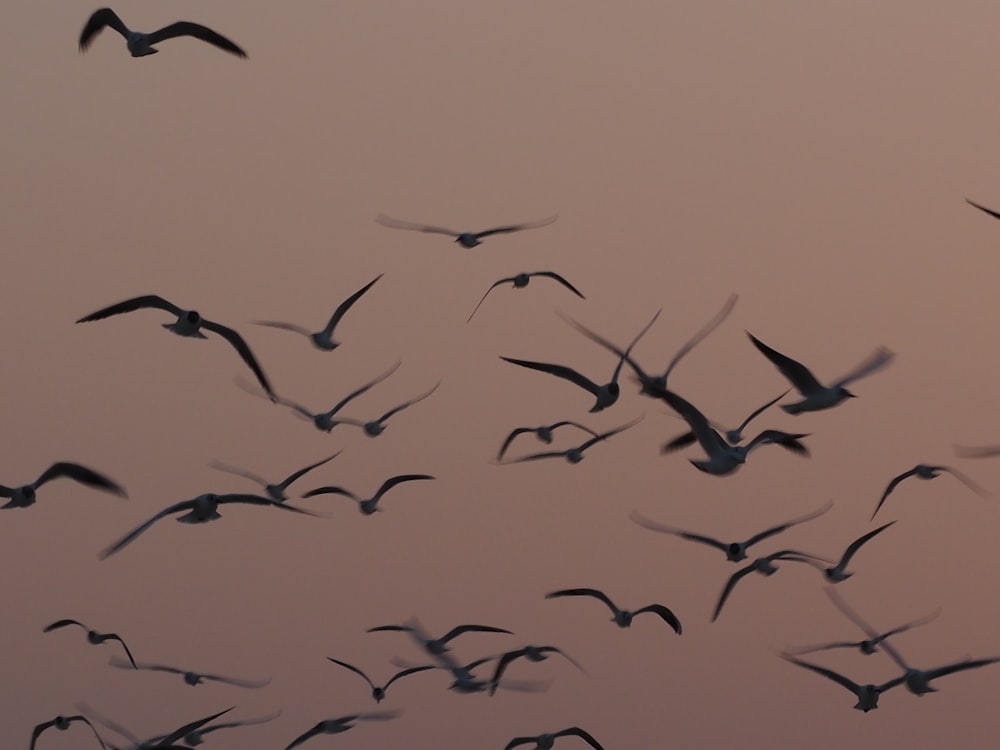 a flock of birds flying in the sky