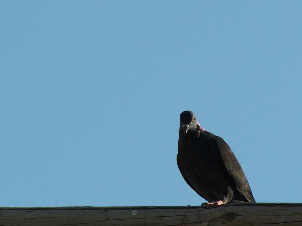 a black bird sitting on top of a wooden roof