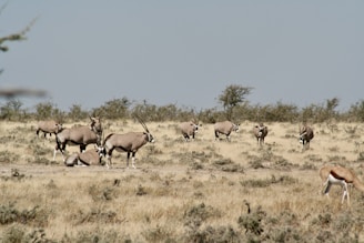 a herd of antelope grazing in a field