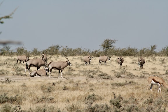 a herd of antelope grazing in a field