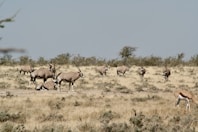 a herd of antelope grazing in a field