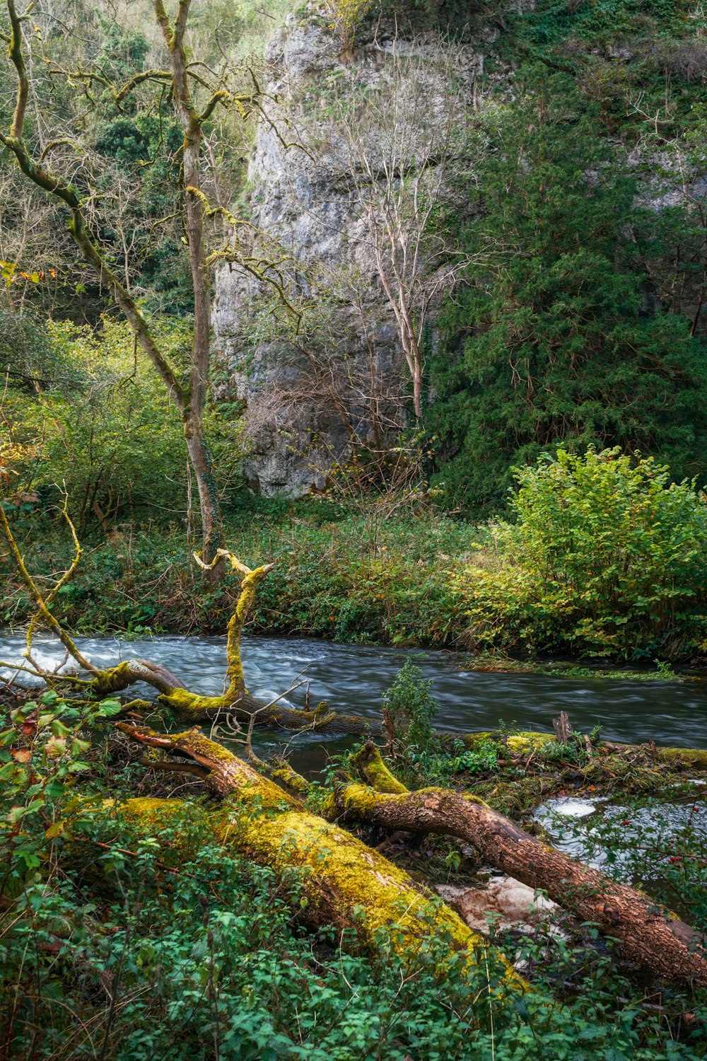 a river running through a lush green forest