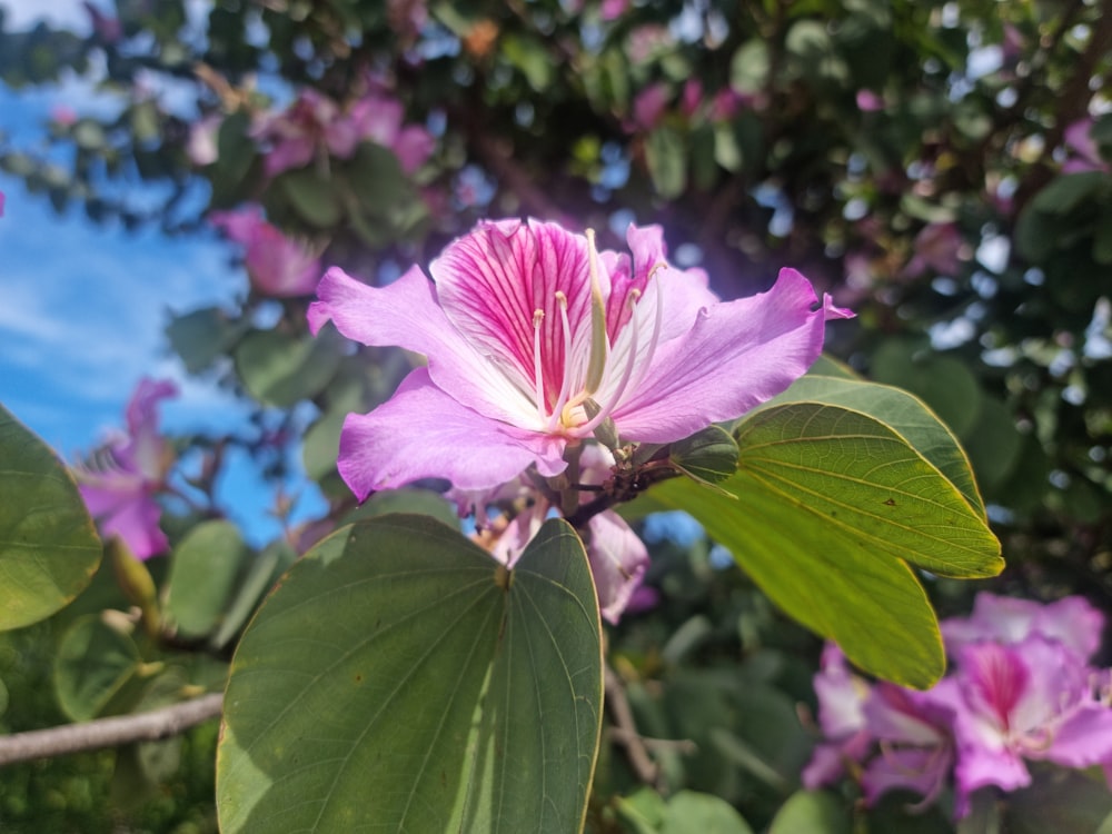 a close up of a pink flower on a tree