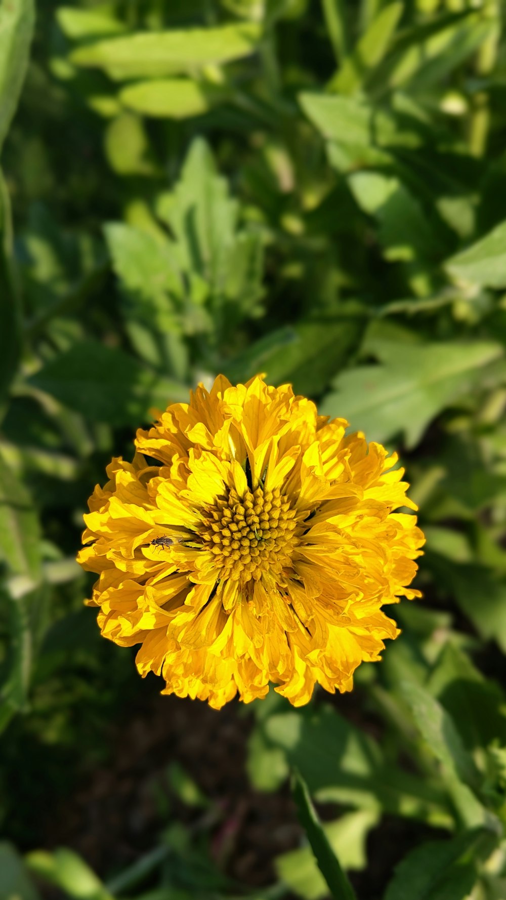 a close up of a yellow flower in a field