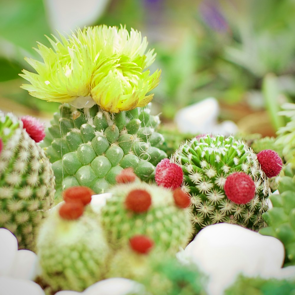 a cactus with a yellow flower on top of it