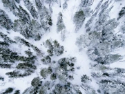an aerial view of a snow covered forest