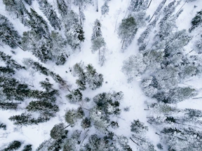 an aerial view of a snow covered forest