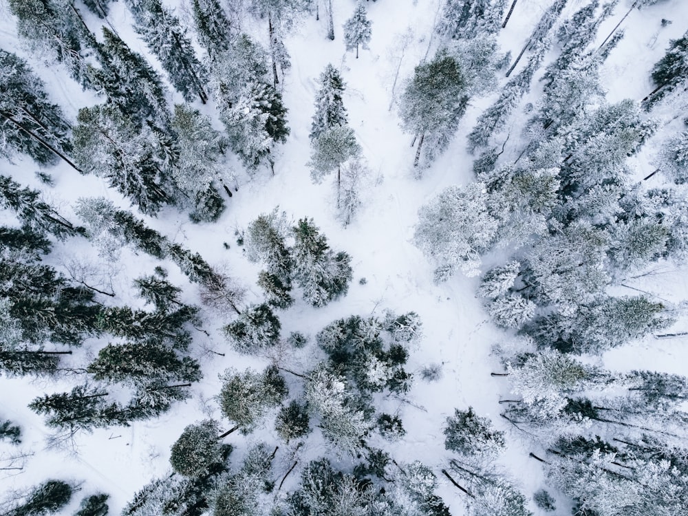 an aerial view of a snow covered forest