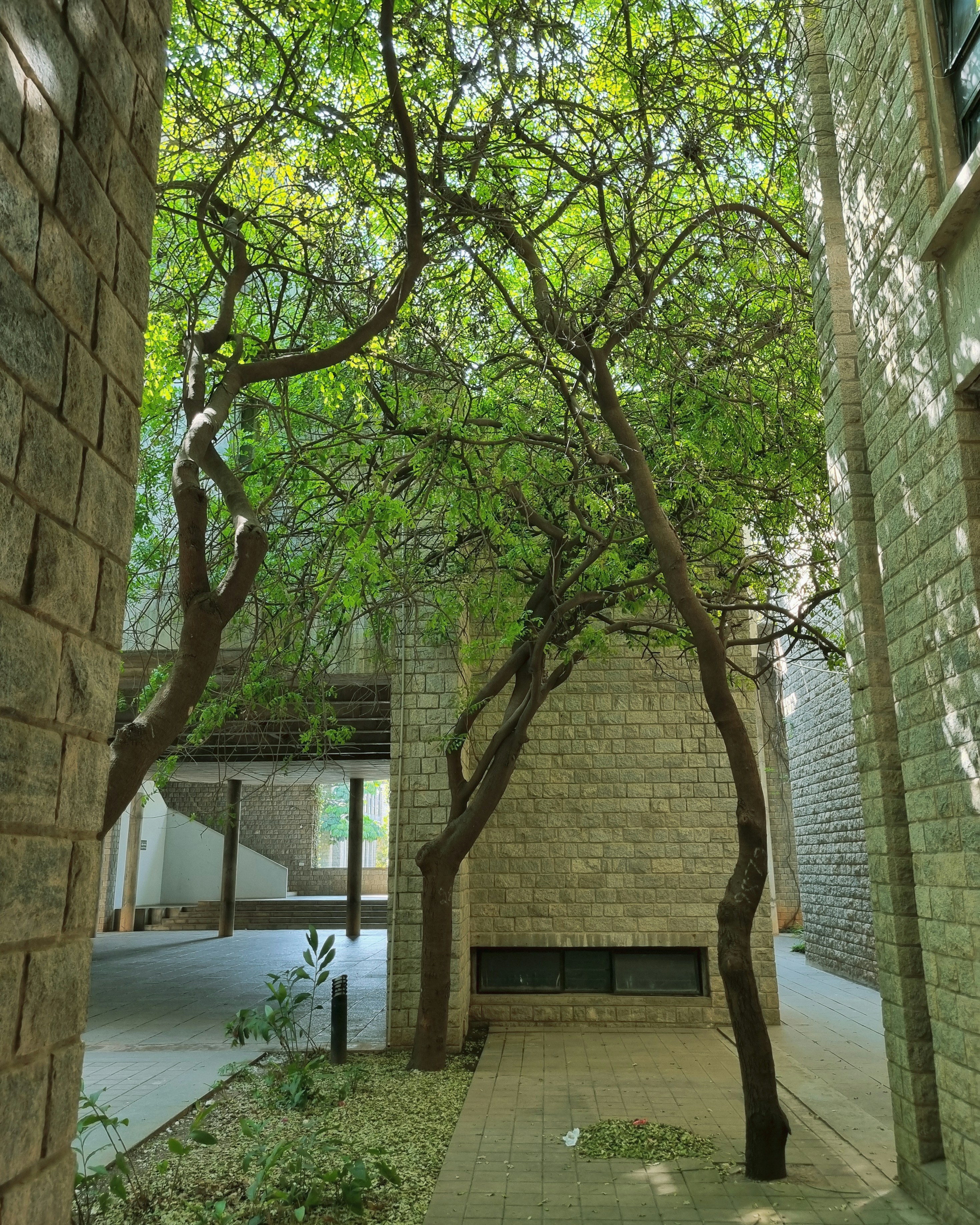 A brick building with a tree lined walkway photo – Free Indian ...