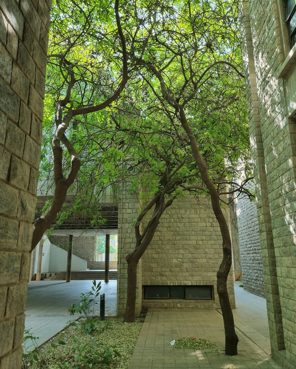 a brick building with a tree lined walkway