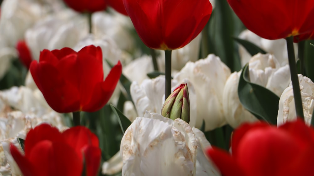 a bunch of red and white flowers in a field