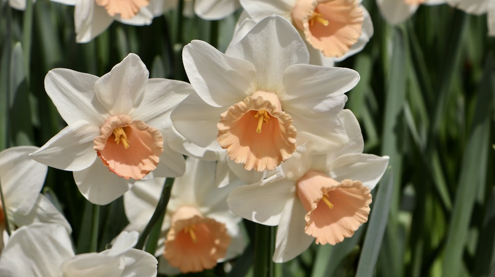 a group of white and orange flowers with green stems