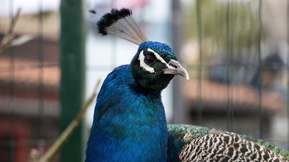 a close up of a peacock in a cage