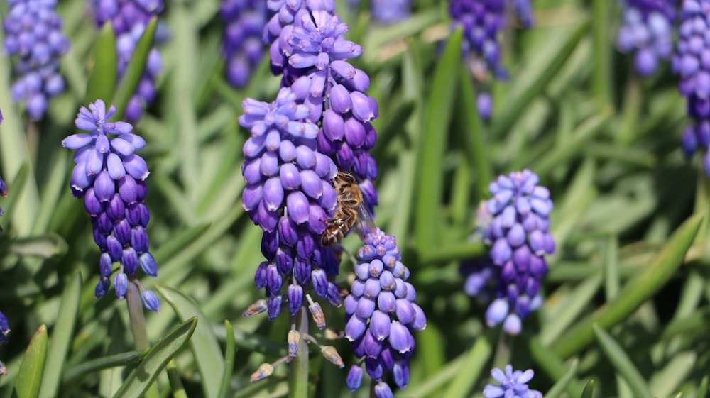 a bunch of purple flowers with a bee on them