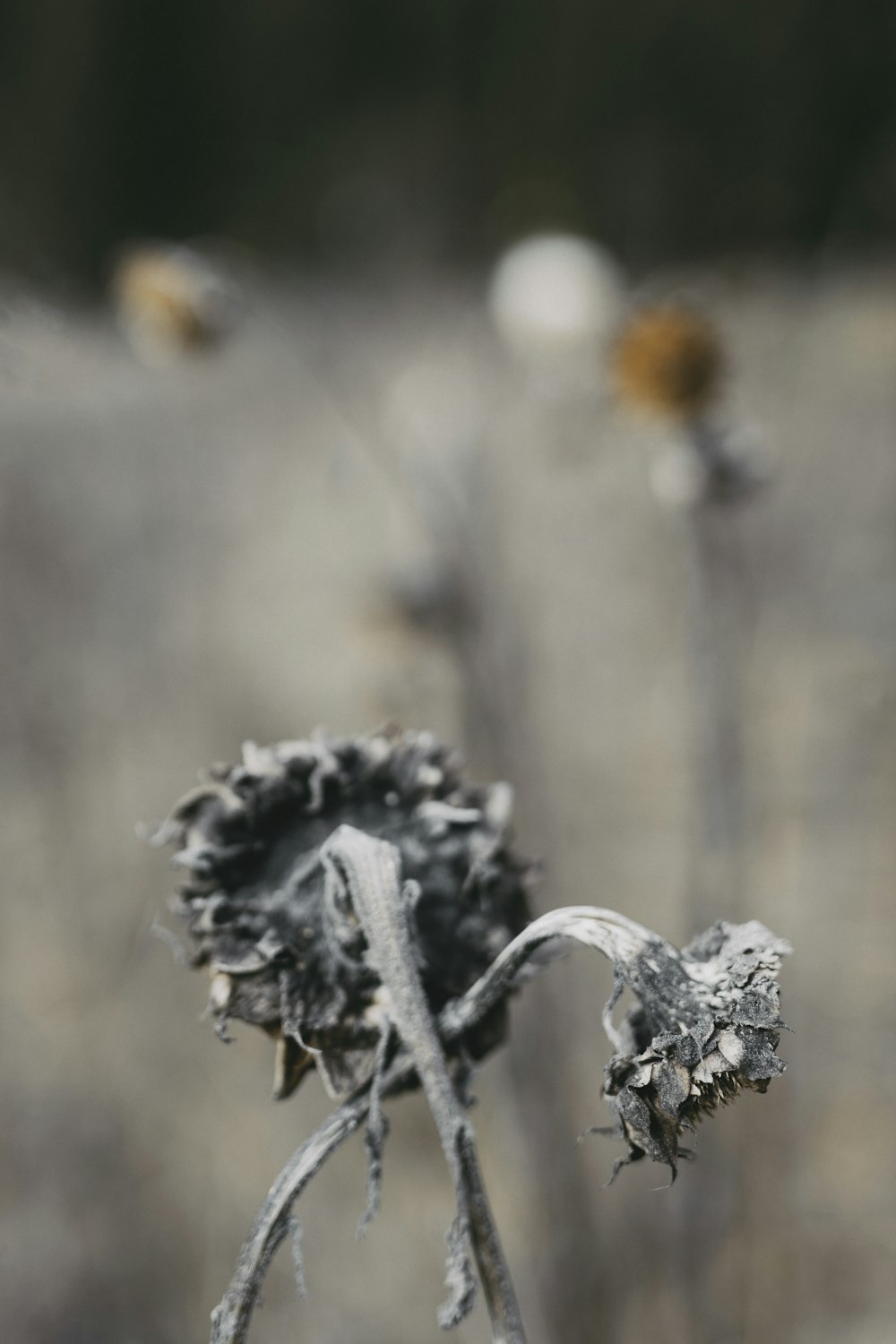 a close up of a dead flower in a field