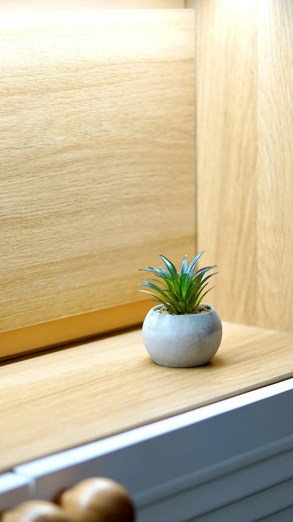a small potted plant sitting on top of a wooden shelf
