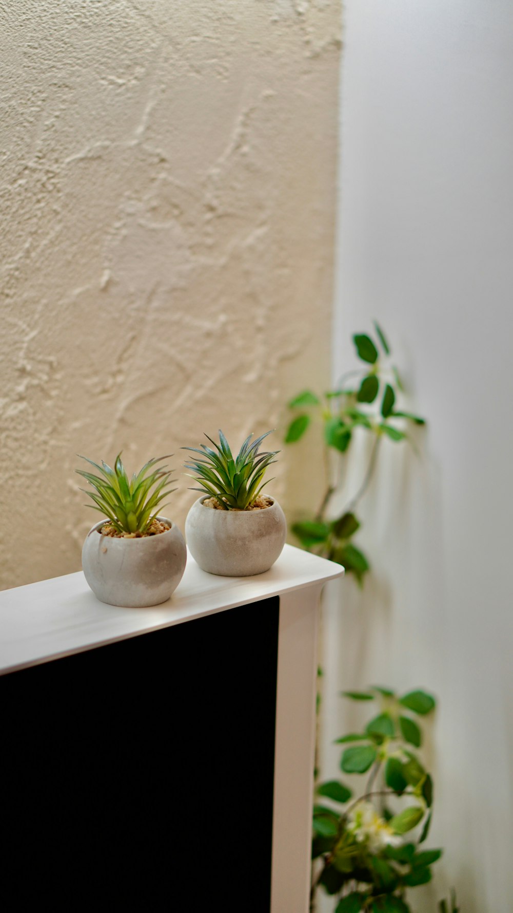 a couple of plants that are sitting on a shelf